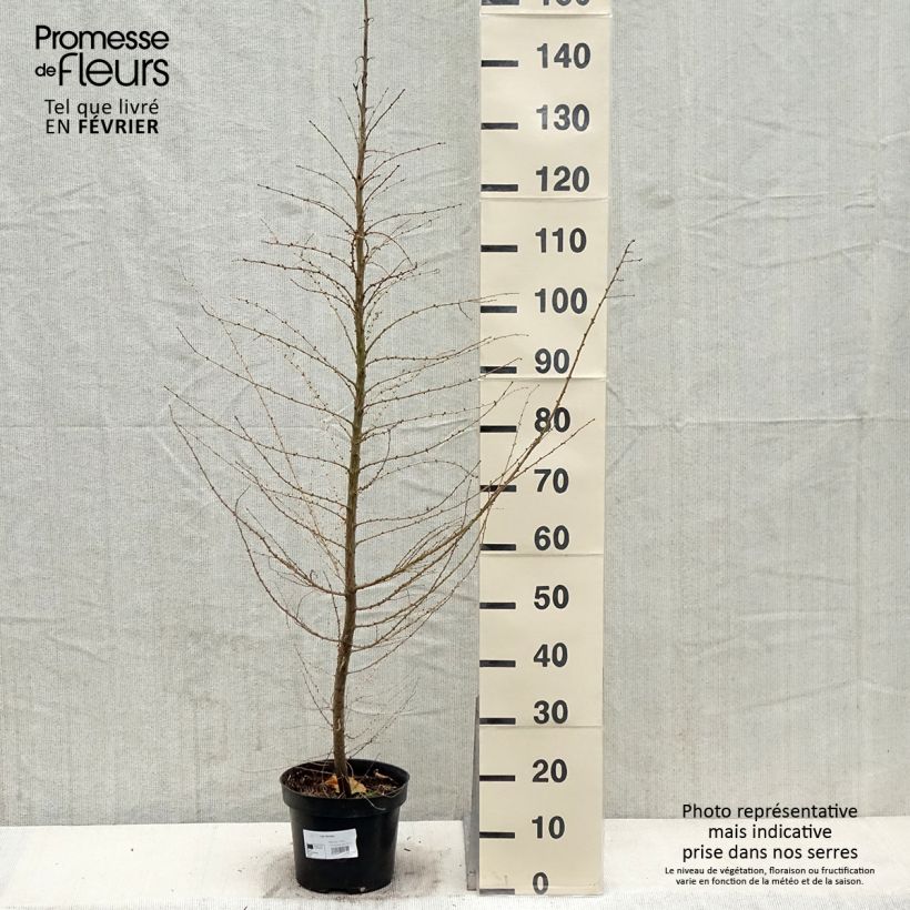 Larix decidua - Larice comune Vaso da 4L/5L esemplare consegnato in inverno