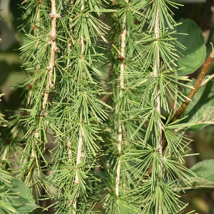 Larix decidua Puli (Fogliame)