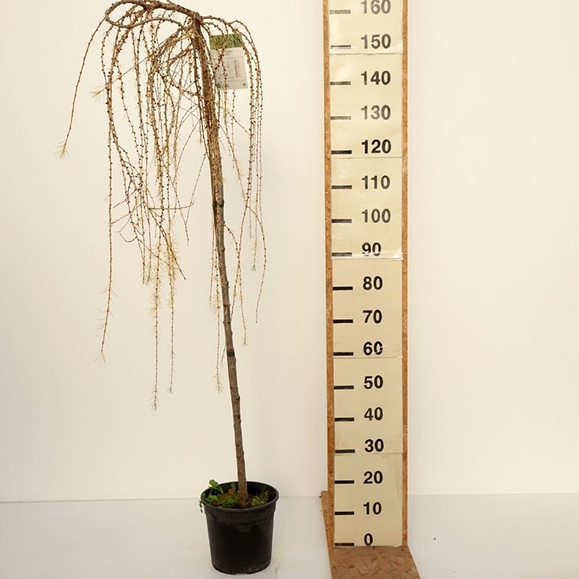 Esemplare di Larix decidua Puli Vaso da 4L/5L, Vaso impalcato come consegnato in autunno