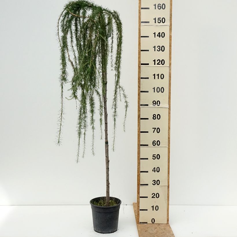 Esemplare di Larix decidua Puli Vaso da 4L/5L, Vaso impalcato consegnato in estate