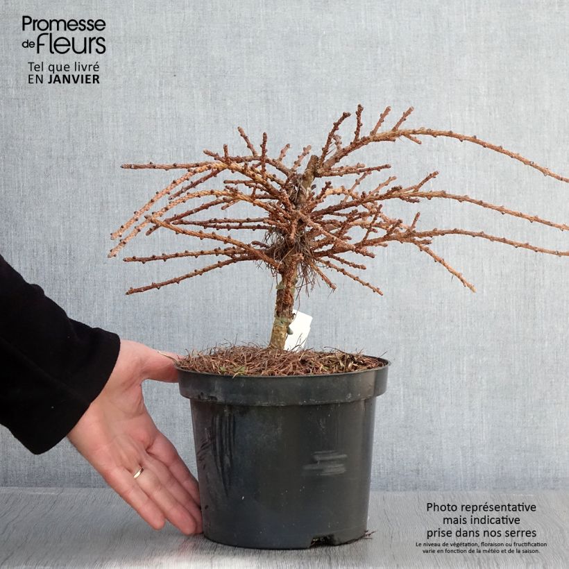 Larix kaempferi Blue Dwarf Vaso da 2L/3L esemplare consegnato in inverno