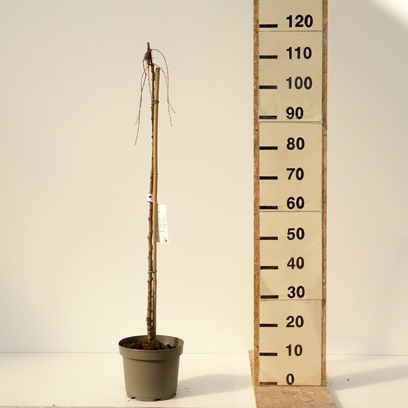 Larix kaempferi Boring Weeper - Mélèze du Japon pleureur  Vaso da 4L/5L esemplare consegnato in inverno
