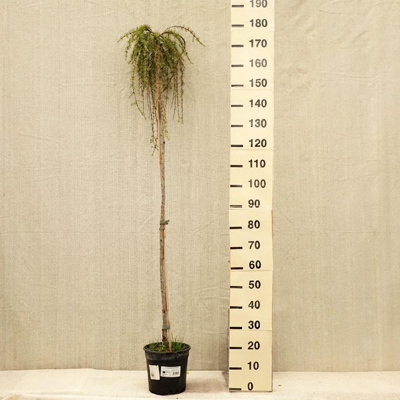 Esemplare di Larix kaempferi Stiff Weeping Vaso da 6L/7L consegnato in estate