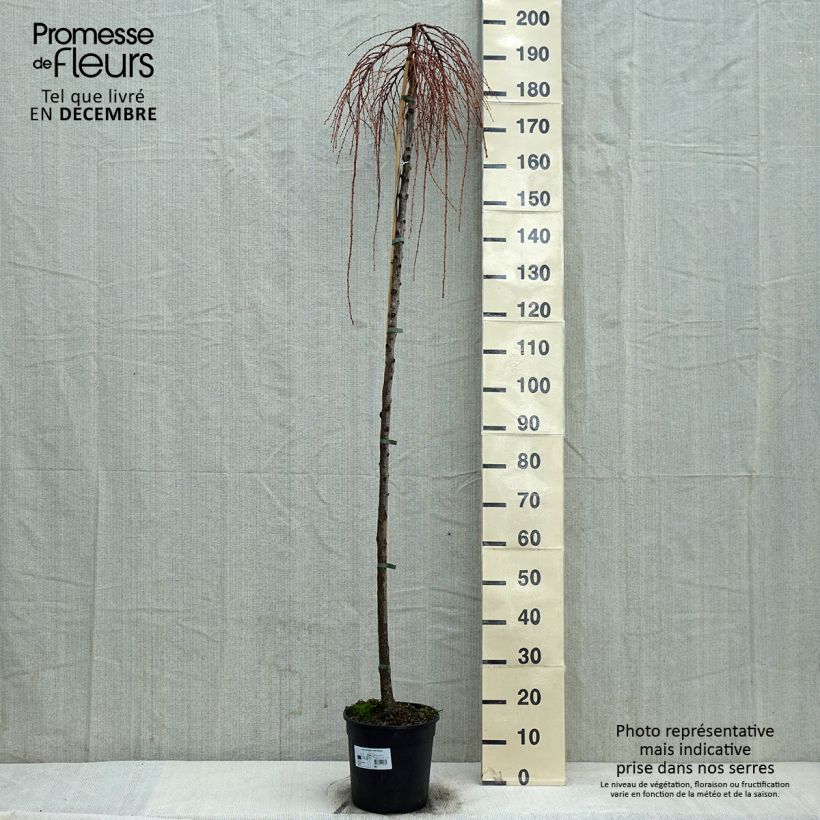 Larix kaempferi Stiff Weeping Vaso da 6L/7L esemplare consegnato in inverno