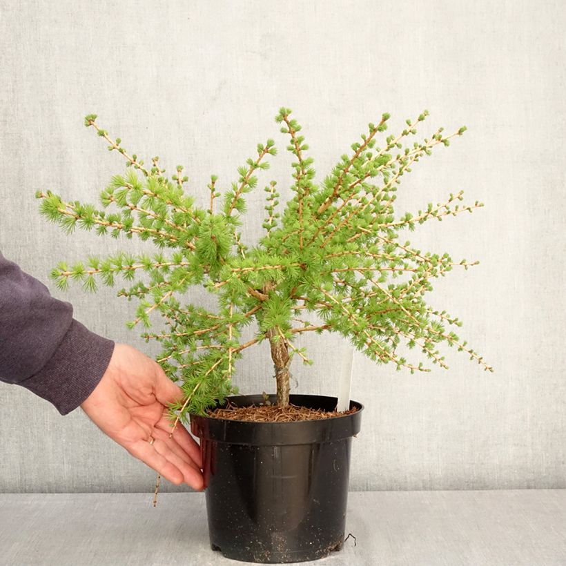 Larix laricina Arethusa Bog Vaso da 2L/3L esemplare consegnato in primavera