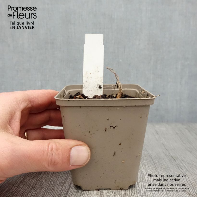 Laserpitium siler - Laserpizio sermontano Vasetto da 8/9 cm esemplare consegnato in inverno