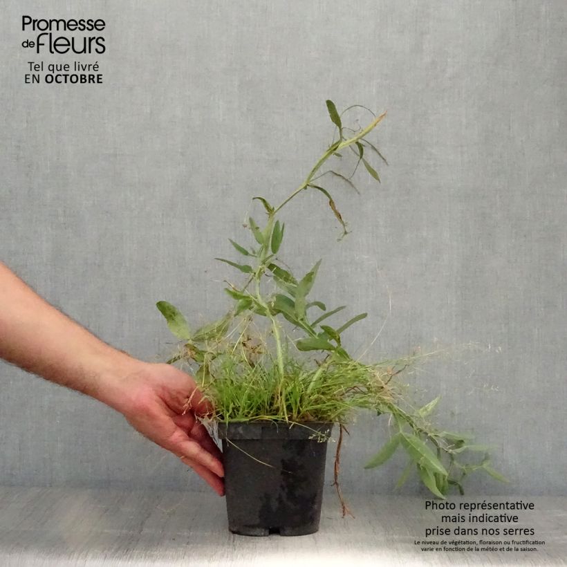 Esemplare di Lathyrus latifolius Pink Pearl Vaso da 2L/3L come consegnato in autunno
