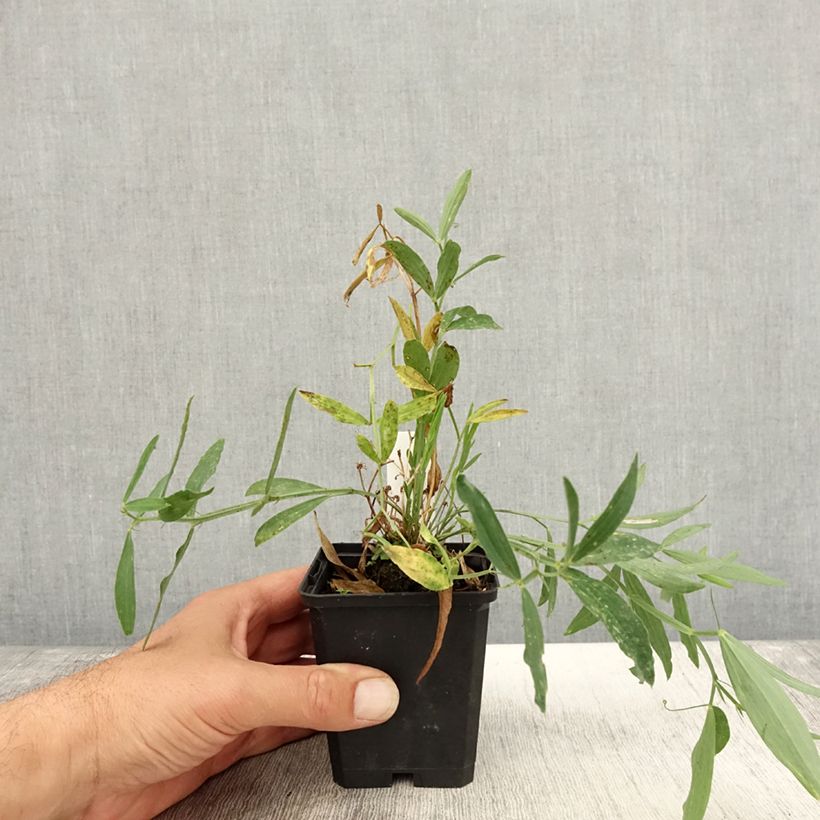 Esemplare di Lathyrus latifolius Red Pearl Vasetto da 8/9 cm come consegnato in autunno