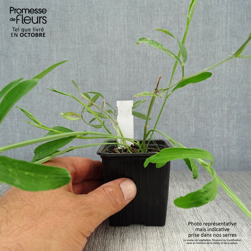 Esemplare di Lathyrus latifolius White Pearl Vasetto da 8/9 cm come consegnato in autunno