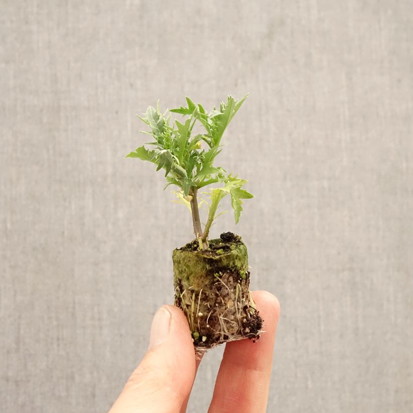 Isotoma axillaris Fizz'n'Pop Glowing Purple mini zolla... esemplare consegnato in primavera