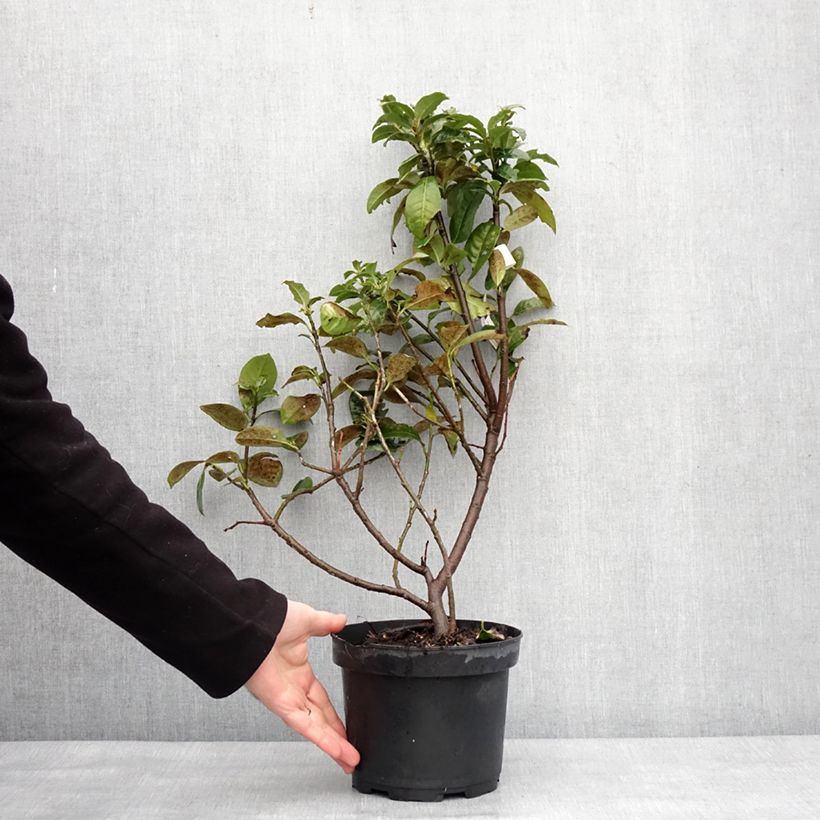 Lauroceraso Ani Vaso da 3L/4L esemplare consegnato in inverno