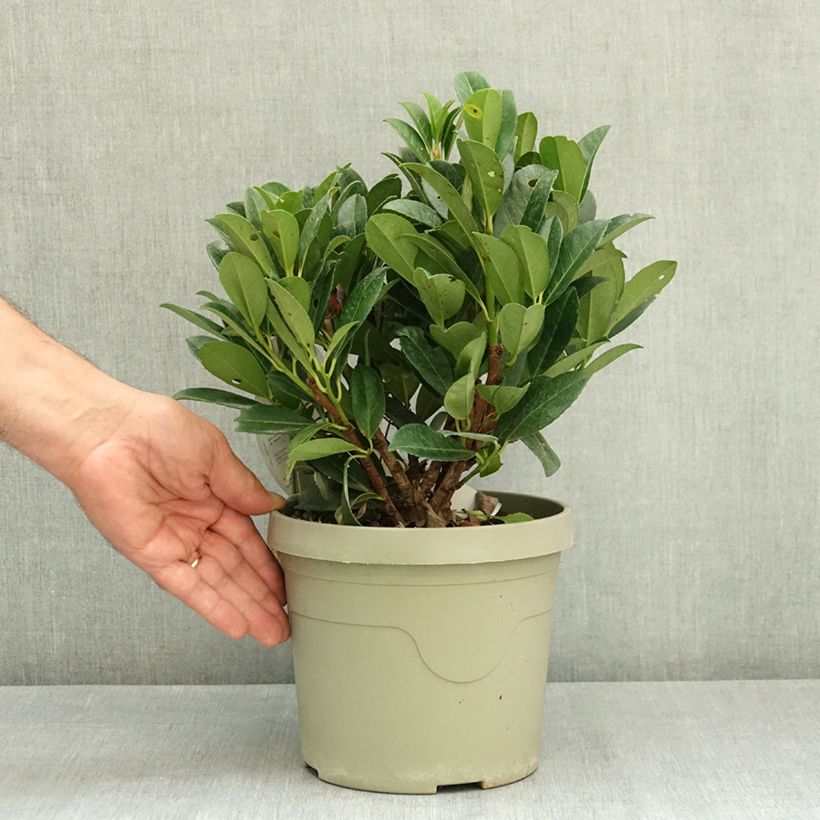 Esemplare di Lauroceraso Bonaparte Vaso da 3L/4L consegnato in estate