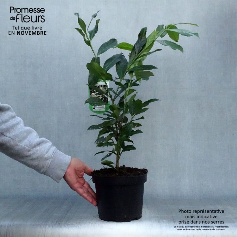 Esemplare di Lauroceraso Caucasica Vaso da 3L/4L come consegnato in autunno