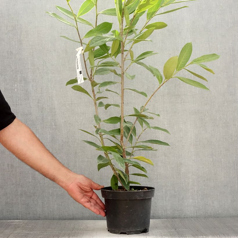 Esemplare di Lauroceraso Caucasica Vaso da 3L/4L consegnato in estate