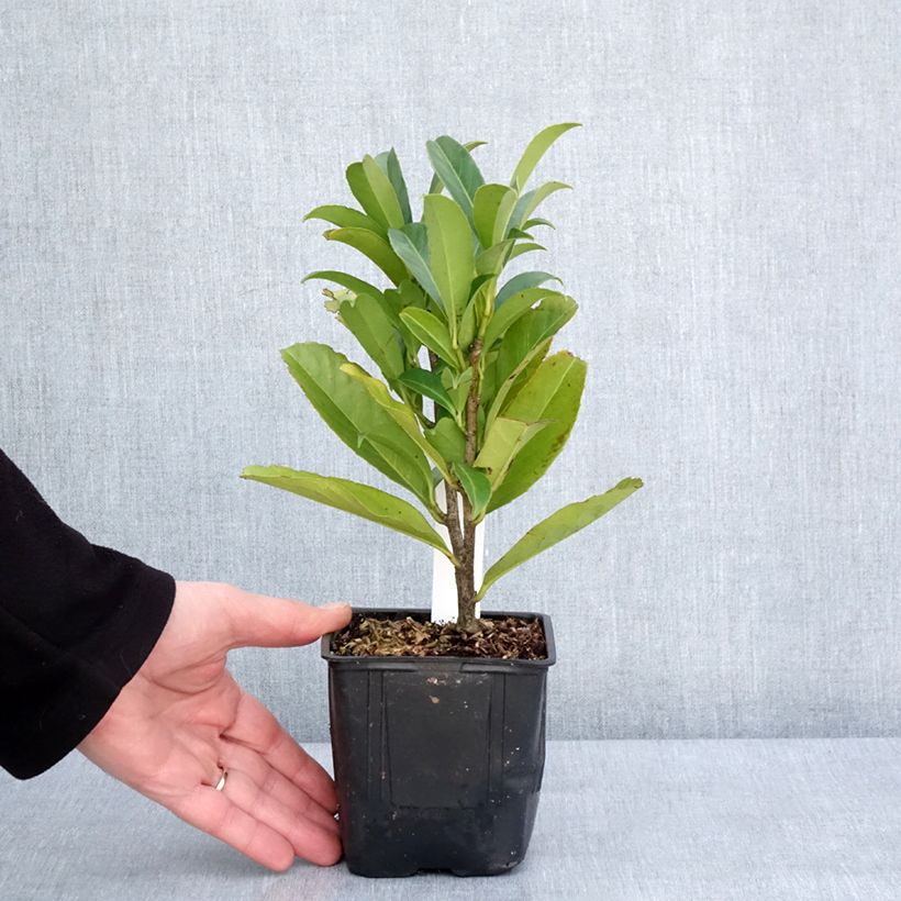 Lauroceraso Caucasica Vasetto da 8/9 cm esemplare consegnato in inverno