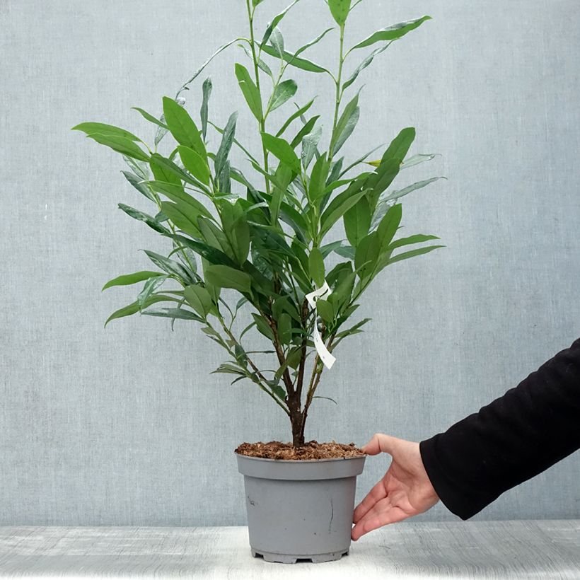 Esemplare di Lauroceraso Elly Vaso da 3L/4L come consegnato in autunno