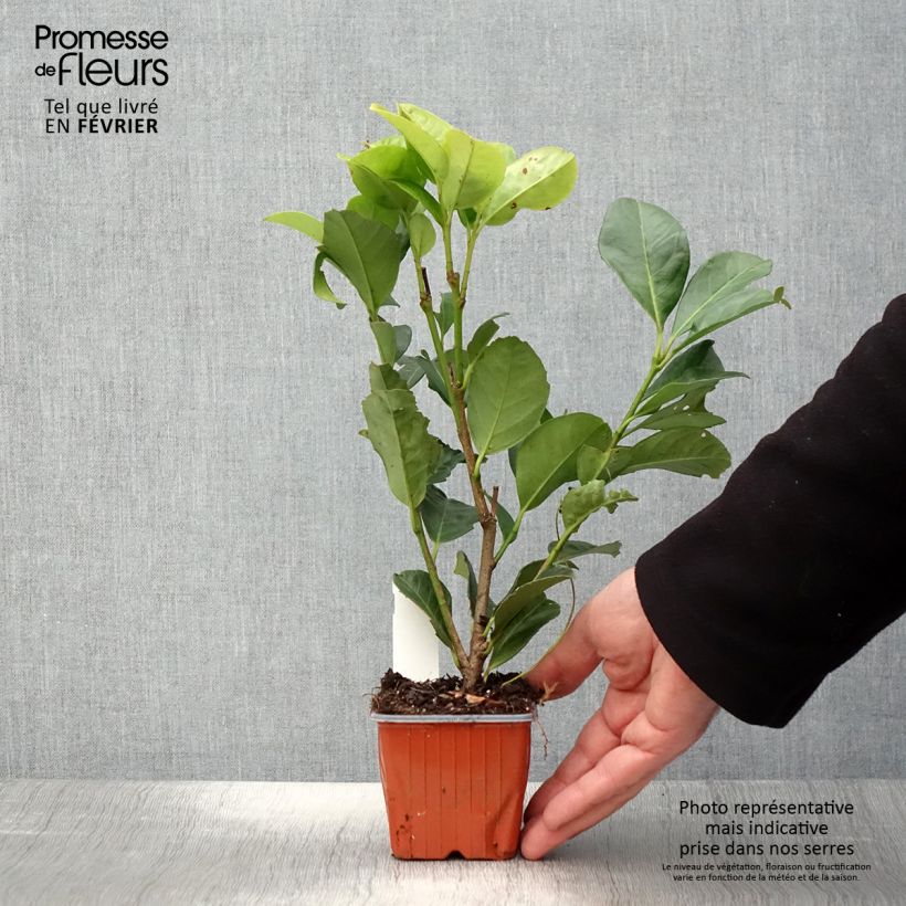 Lauroceraso Etna Vasetto da 8/9 cm esemplare consegnato in inverno