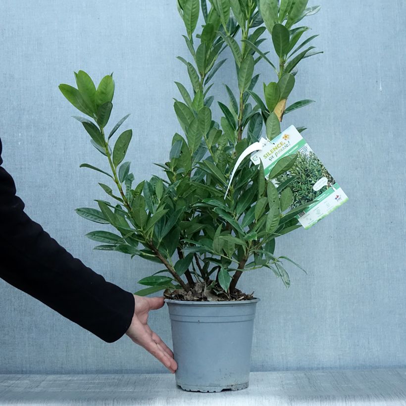 Esemplare di Lauroceraso Greentorch Vaso da 3L/4L come consegnato in autunno