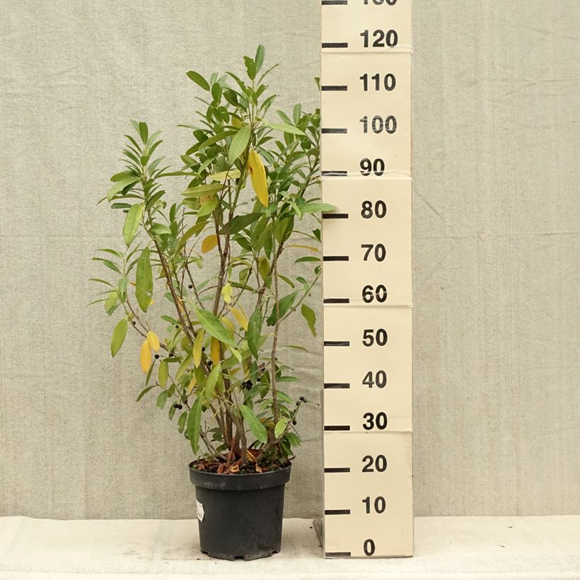 Esemplare di Lauroceraso Herbergii Vaso da 7,5L/10L consegnato in estate