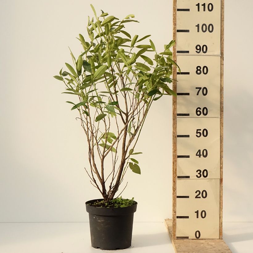 Lauroceraso Herbergii Vaso da 7,5L/10L esemplare consegnato in inverno