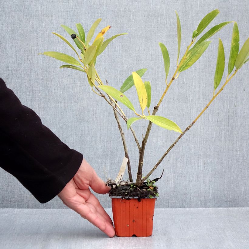 Esemplare di Lauroceraso Herbergii Vasetto da 8/9 cm come consegnato in autunno