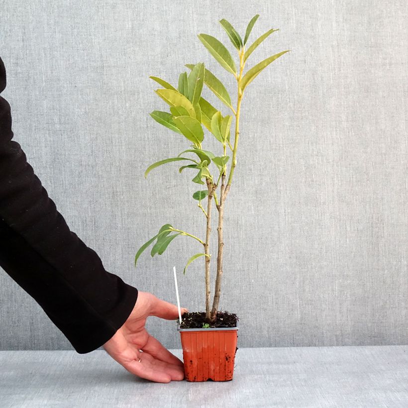 Lauroceraso Herbergii Vasetto da 8/9 cm esemplare consegnato in inverno