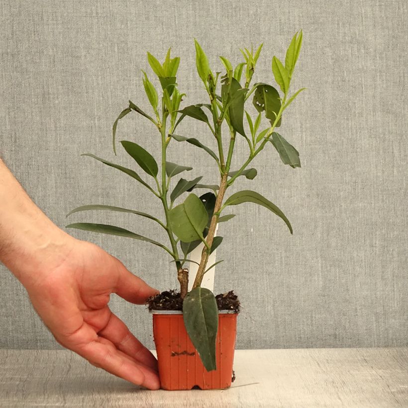 Lauroceraso Herbergii Vasetto da 8/9 cm esemplare consegnato in primavera