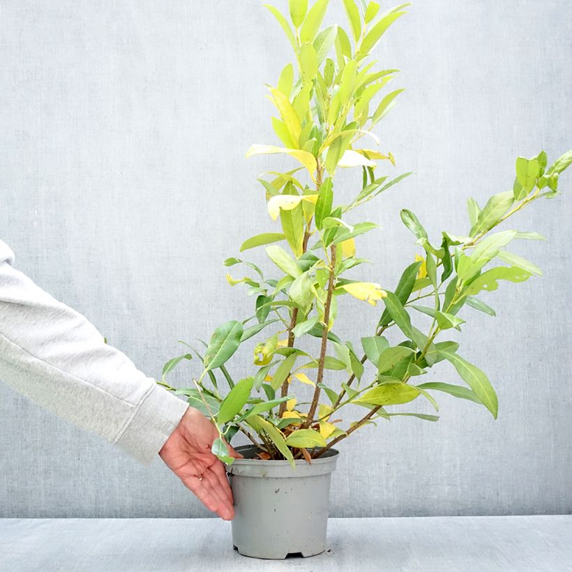 Esemplare di Lauroceraso Herbergii Vaso da 3L/4L come consegnato in autunno