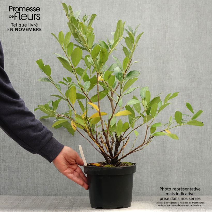 Esemplare di Lauroceraso Mano Vaso da 3L/4L come consegnato in autunno