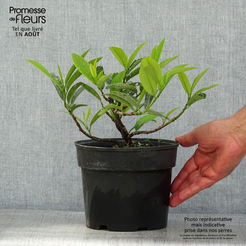 Esemplare di Lauroceraso Mount Vernon Vaso da 2L/3L consegnato in estate