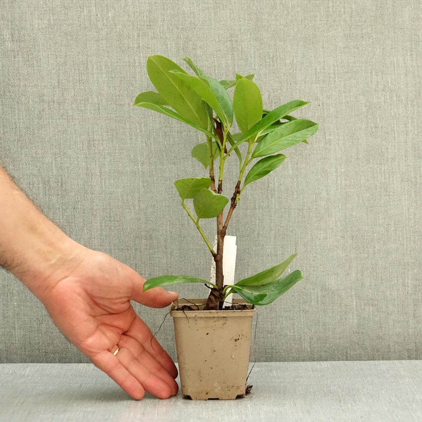 Esemplare di Lauroceraso Novita Vasetto da 8/9 cm come consegnato in autunno