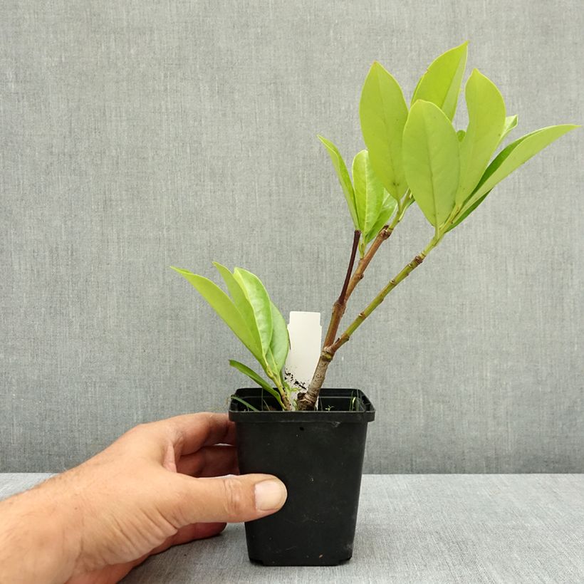 Esemplare di Lauroceraso Novita Vasetto da 8/9 cm consegnato in estate