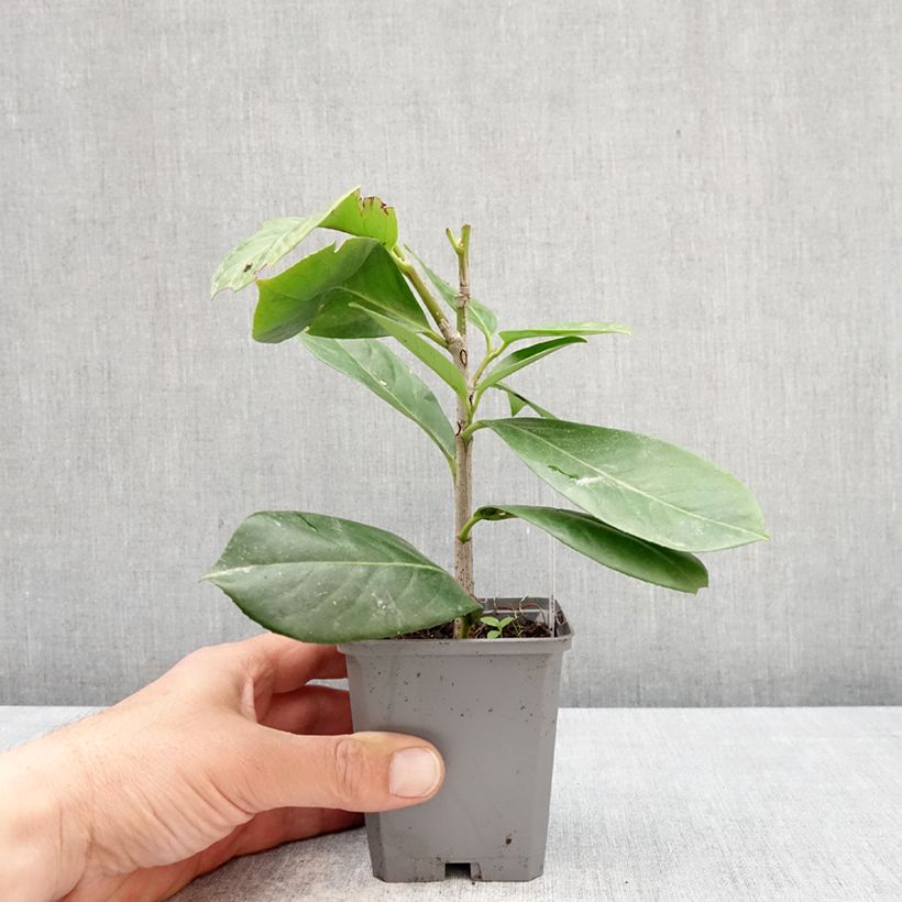 Lauroceraso Novita Vasetto da 8/9 cm esemplare consegnato in primavera