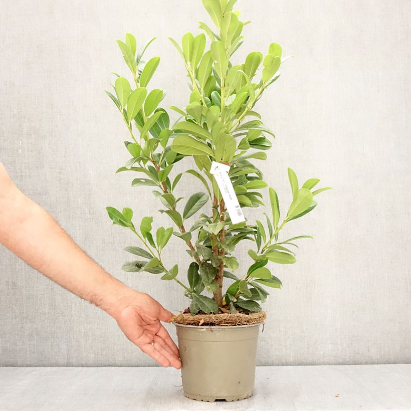 Esemplare di Lauroceraso Obelisk Vaso da 2L/3L consegnato in estate