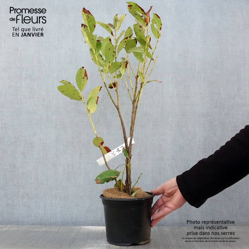 Lauroceraso Obelisk Vaso da 2L/3L esemplare consegnato in inverno