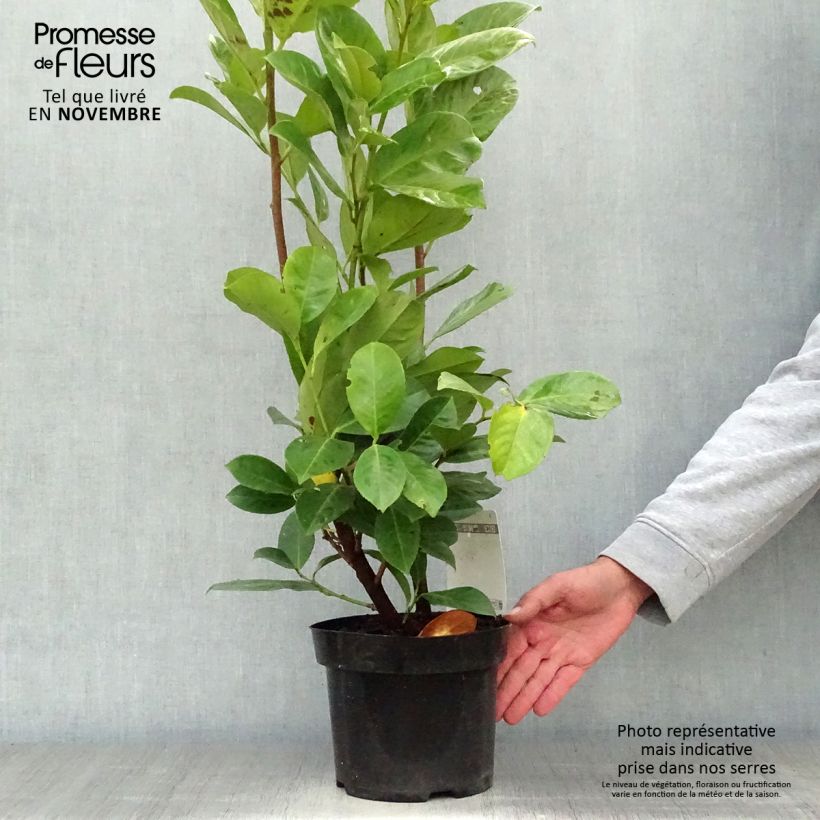 Esemplare di Lauroceraso Rotundifolia Vaso da 3L/4L come consegnato in autunno