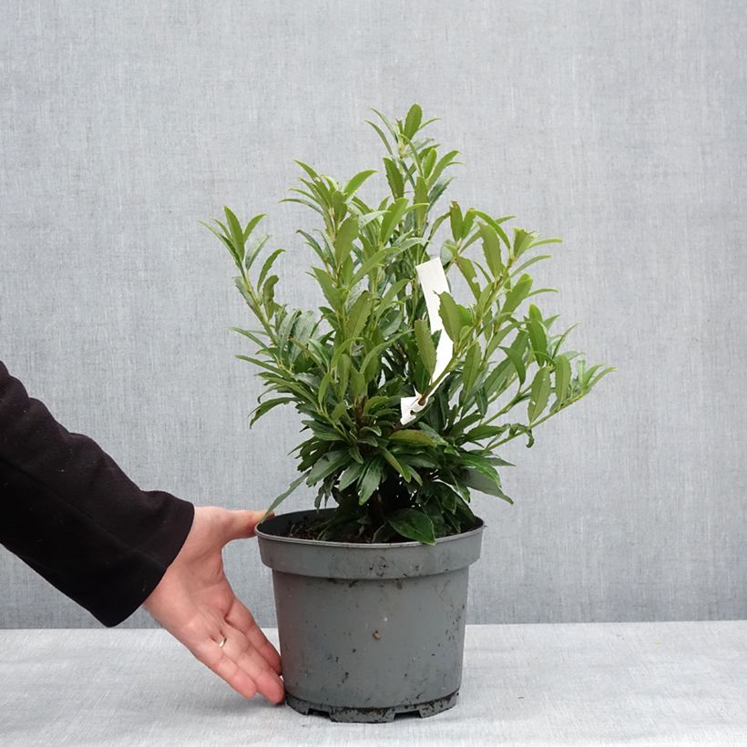 Lauroceraso Sofia Vaso da 3L/4L esemplare consegnato in inverno