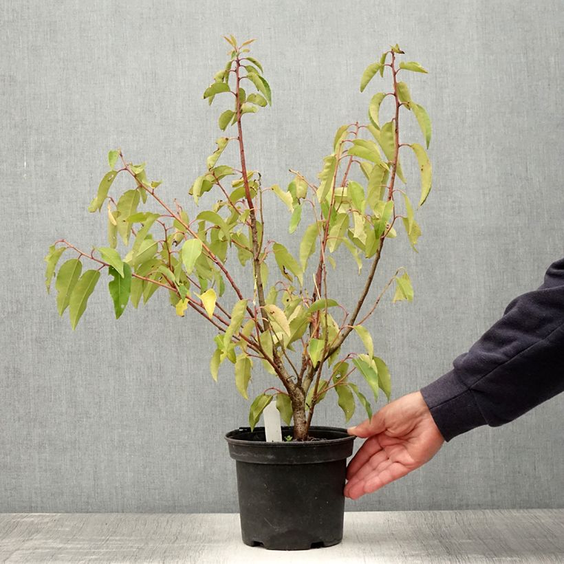 Esemplare di Prunus lusitanica Variegata - Lauro del Portogallo Vaso da 3L/4L consegnato in estate