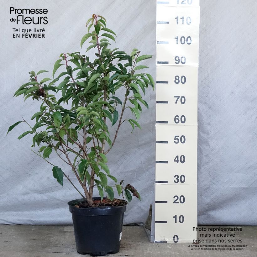 Prunus lusitanica - Lauro del Portogallo Vaso da 7,5L/10L esemplare consegnato in inverno