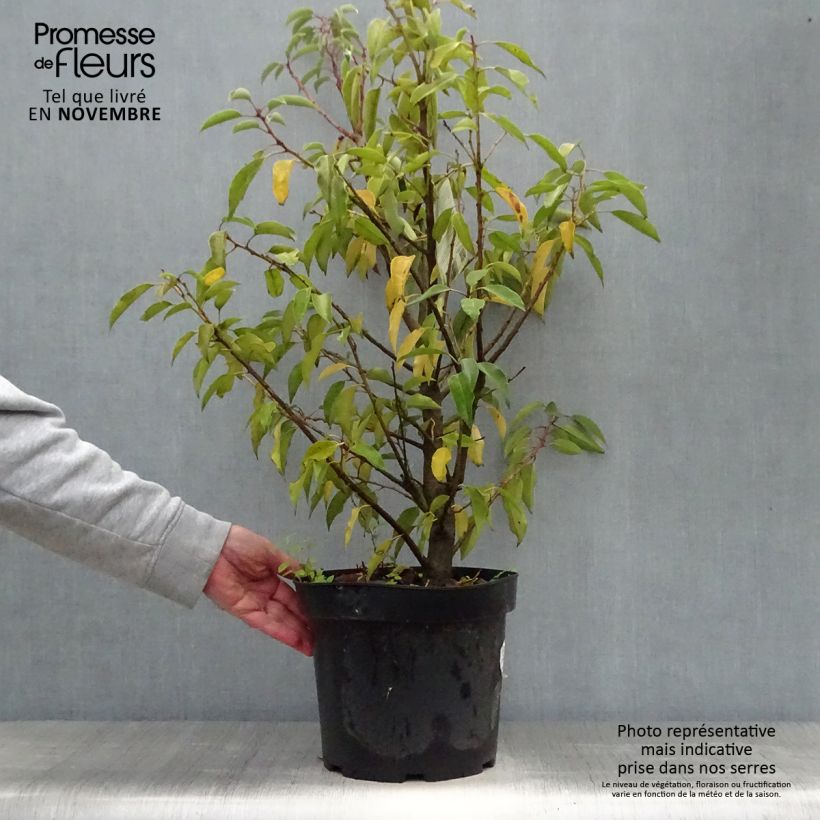 Esemplare di Prunus lusitanica Angustifolia - Lauro del Portogallo Vaso da 7,5L/10L come consegnato in autunno