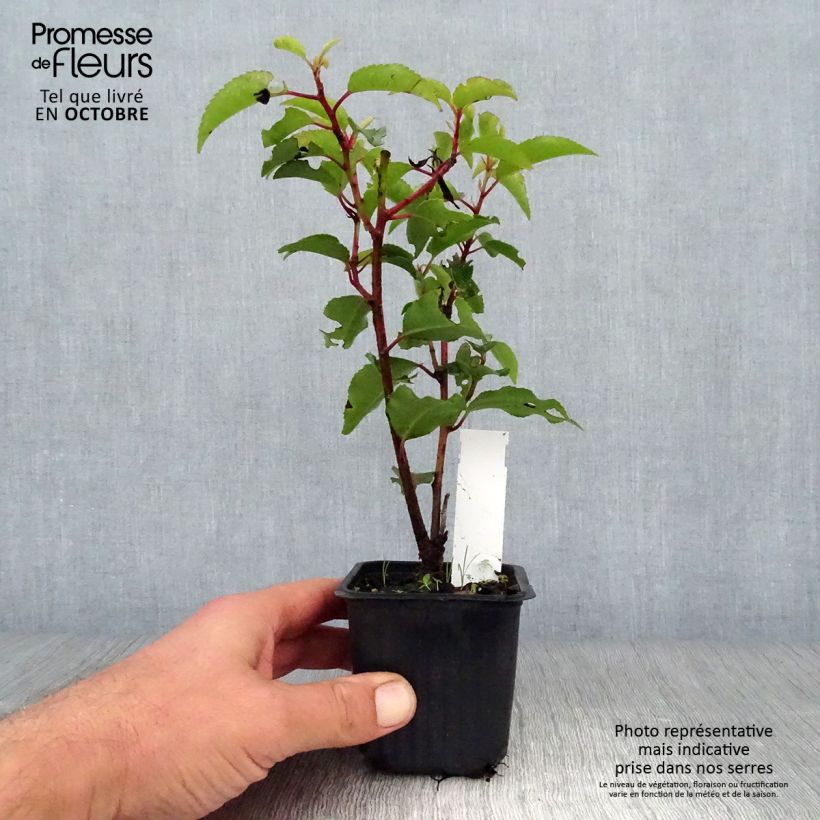 Esemplare di Prunus lusitanica Angustifolia - Lauro del Portogallo Vasetto da 8/9 cm come consegnato in autunno