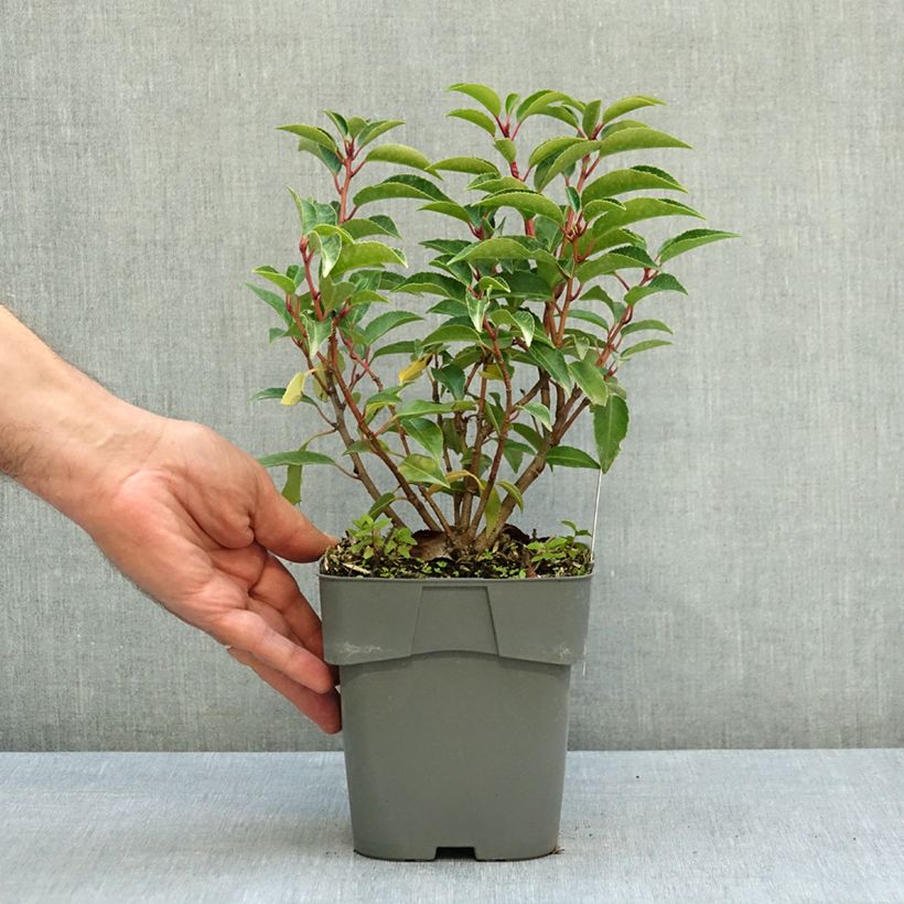 Esemplare di Prunus lusitanica Angustifolia - Lauro del Portogallo Vaso da 2L/3L come consegnato in autunno