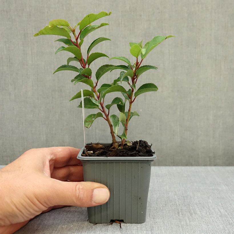 Esemplare di Prunus lusitanica Brenelia - Lauro del Portogallo Vasetto da 8/9 cm come consegnato in autunno