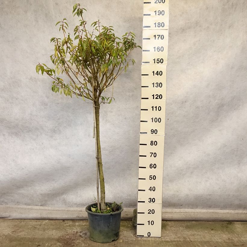 Esemplare di Prunus lusitanica Myrtifolia - Lauro del Portogallo Vaso da 12L/15L come consegnato in autunno