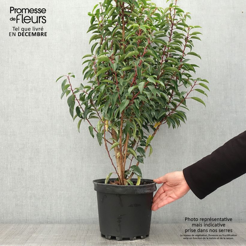Esemplare di Prunus lusitanica Myrtifolia - Lauro del Portogallo Vaso da 6L/7L come consegnato in autunno