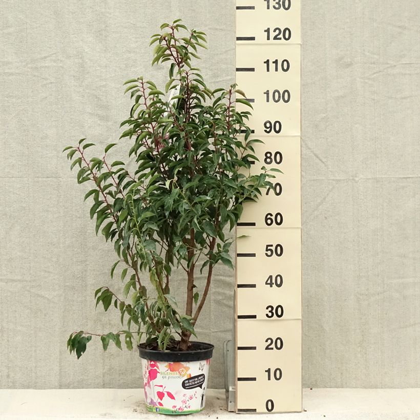 Prunus lusitanica Myrtifolia - Lauro del Portogallo Vaso da 6L/7L esemplare consegnato in primavera