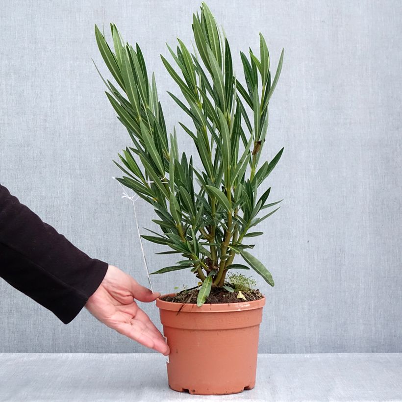 Esemplare di Nerium oleander Angiolo Pucci - Oleandro Vaso da 3L/4L, A cespuglio come consegnato in autunno
