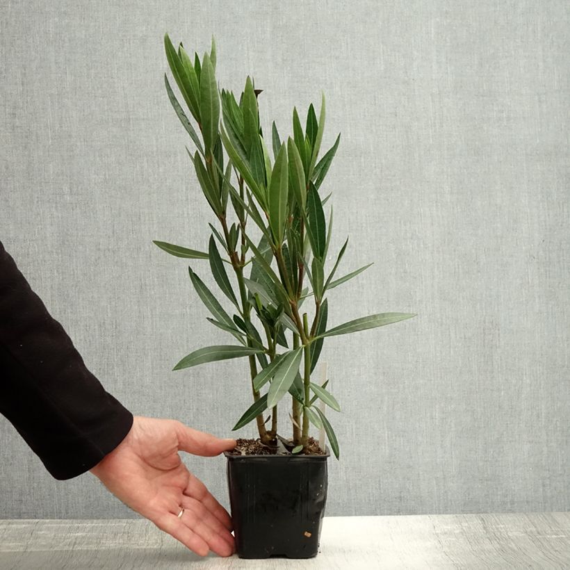 Esemplare di Laurier rose Caro - Nerium oleander Vaso da Ø 10 cm/11 cm come consegnato in autunno