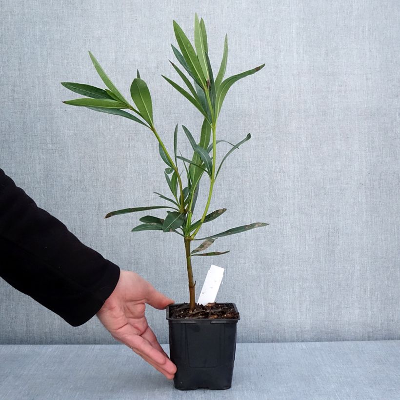 Nerium oleander Commandant Barthélemy - Oleandro Vaso da Ø 10 cm/11 cm esemplare consegnato in primavera