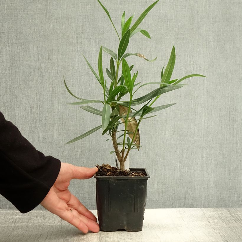 Esemplare di Nerium oleander Docteur Ragioneri - Oleandro Vaso da Ø 10 cm/11 cm come consegnato in autunno